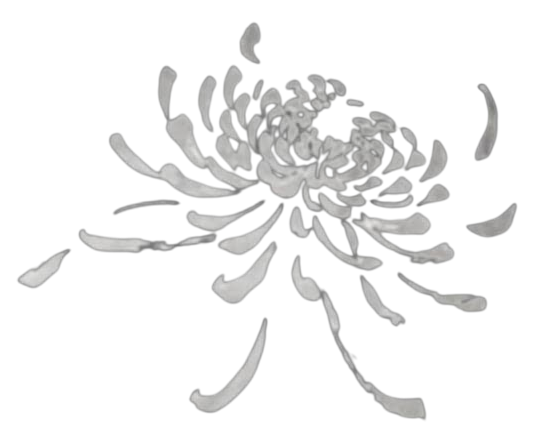 Lycoris