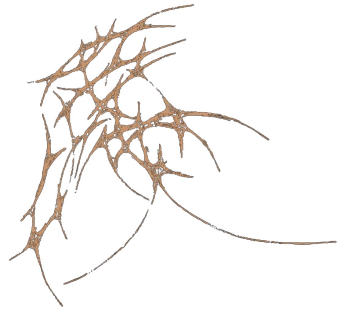 Arachne 1